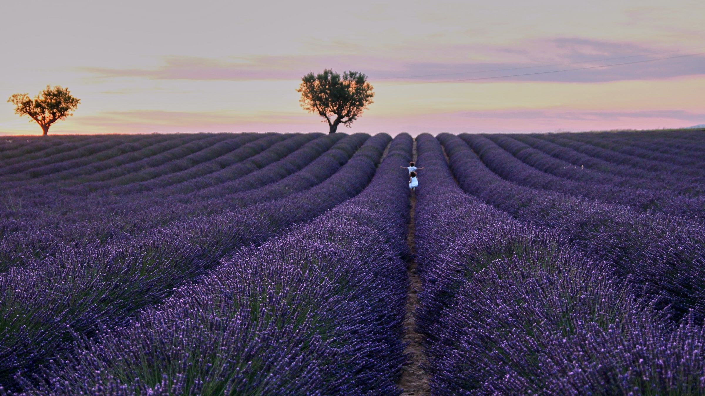 lavender-guide-provence-couleurnature