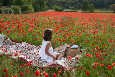 A rush of scarlet: Poppies in Provence