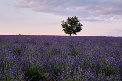 A Sweet Symphony: Bee Hives and Lavender Fields in Provence